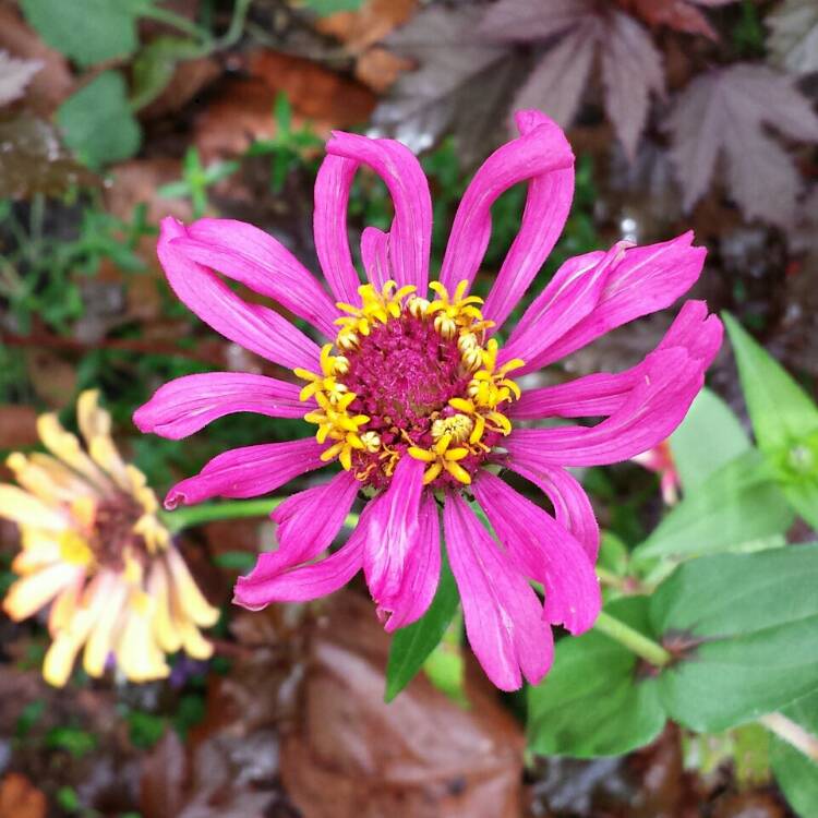plant image 1180119 plant image 1180119