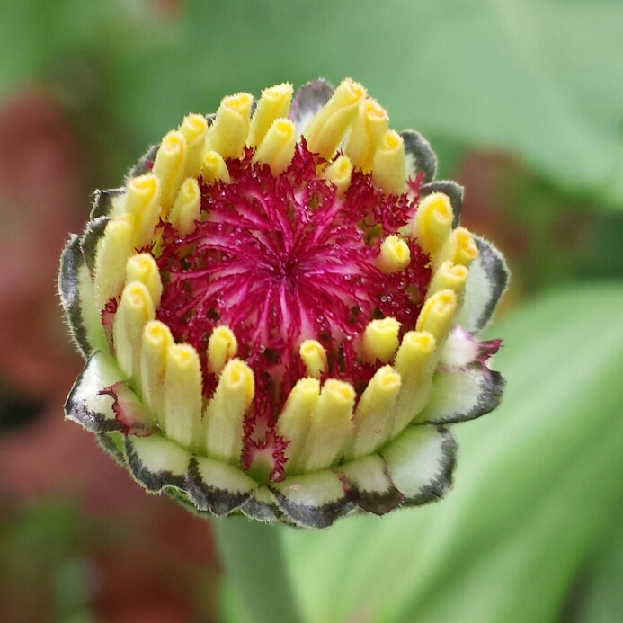 plant image 1180127 plant image 1180127
