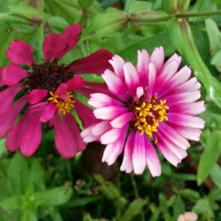 plant image 1180132 plant image 1180132