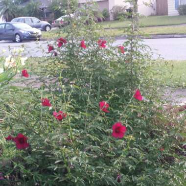 Hibiscus cannabinus