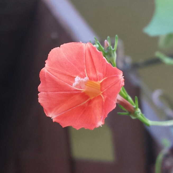 plant image 1189166