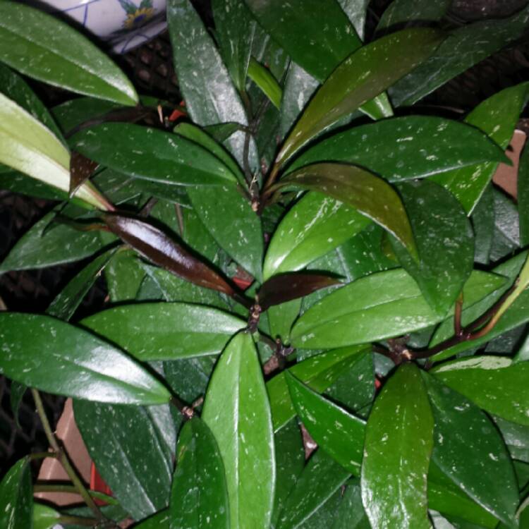 plant image 1189407
