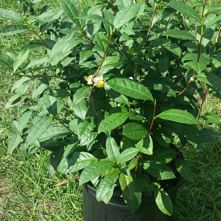 plant image 1194038