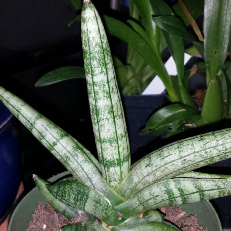 plant image 1199373 plant image 1199373