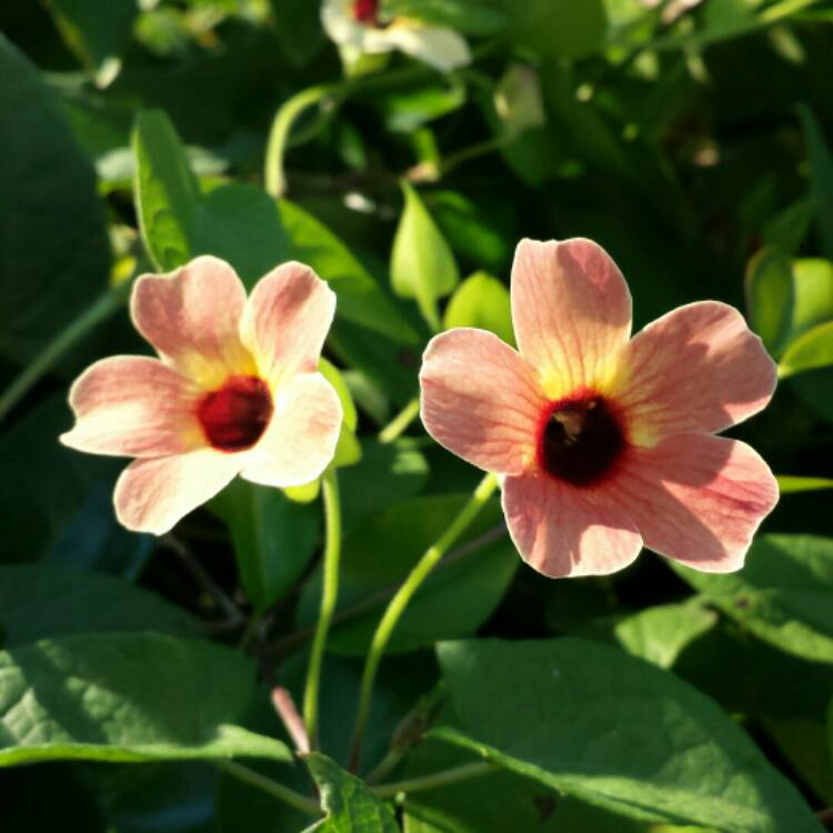 plant image 1201342