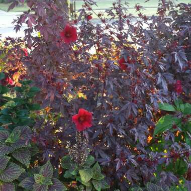 Hibiscus acetosella