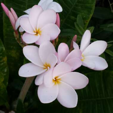 Plumeria