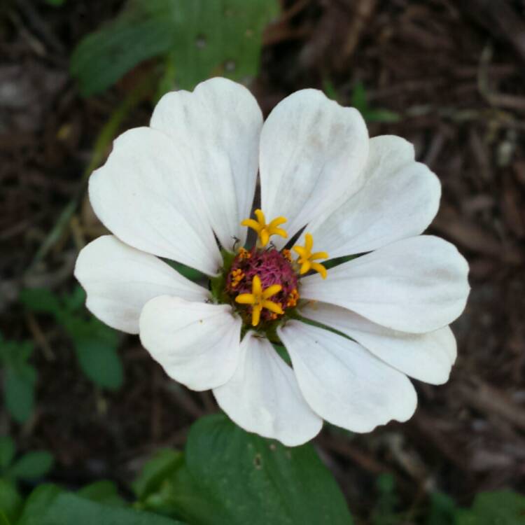 plant image 1205647 plant image 1205647