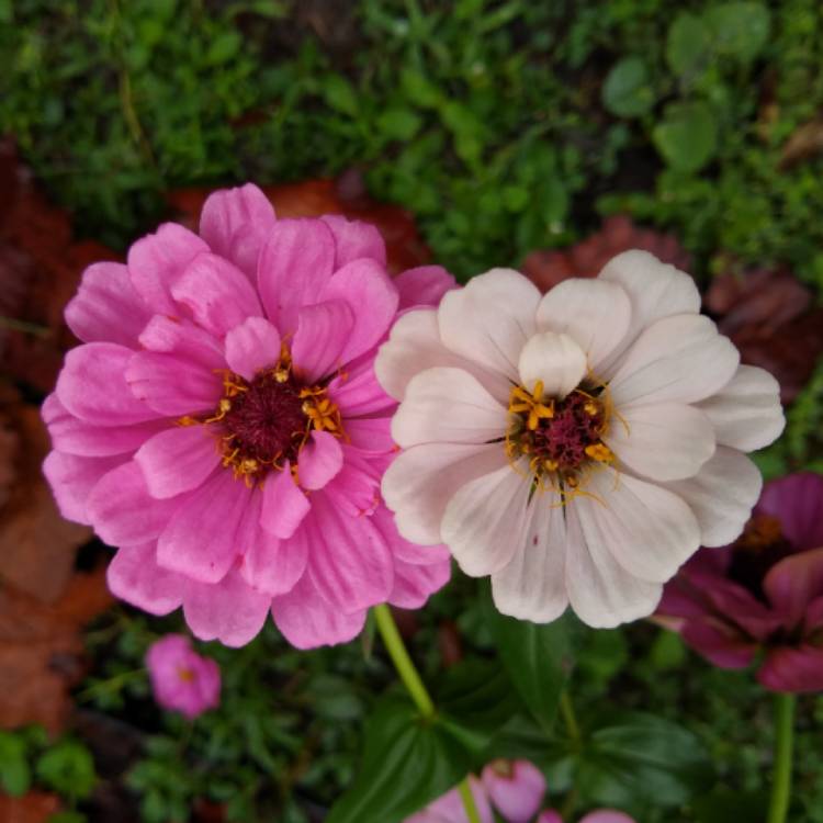 plant image 1211601 plant image 1211601