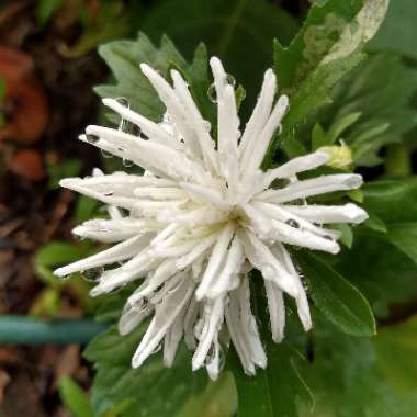 Callistephus chinensis 'Spider Chrysanthemum Mix'