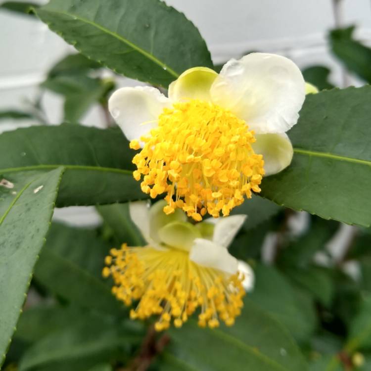 plant image 1213012