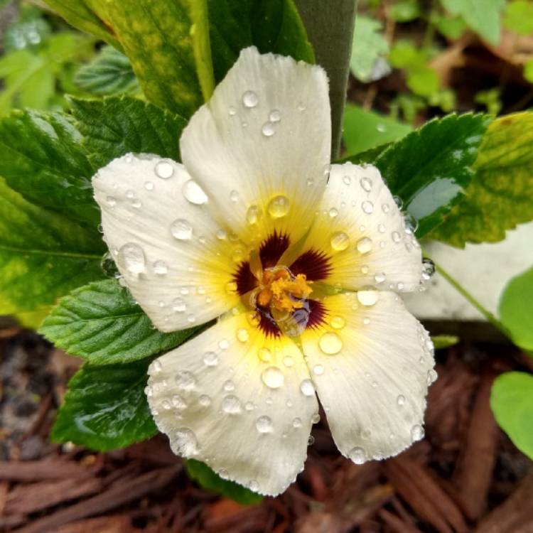 plant image 1213029
