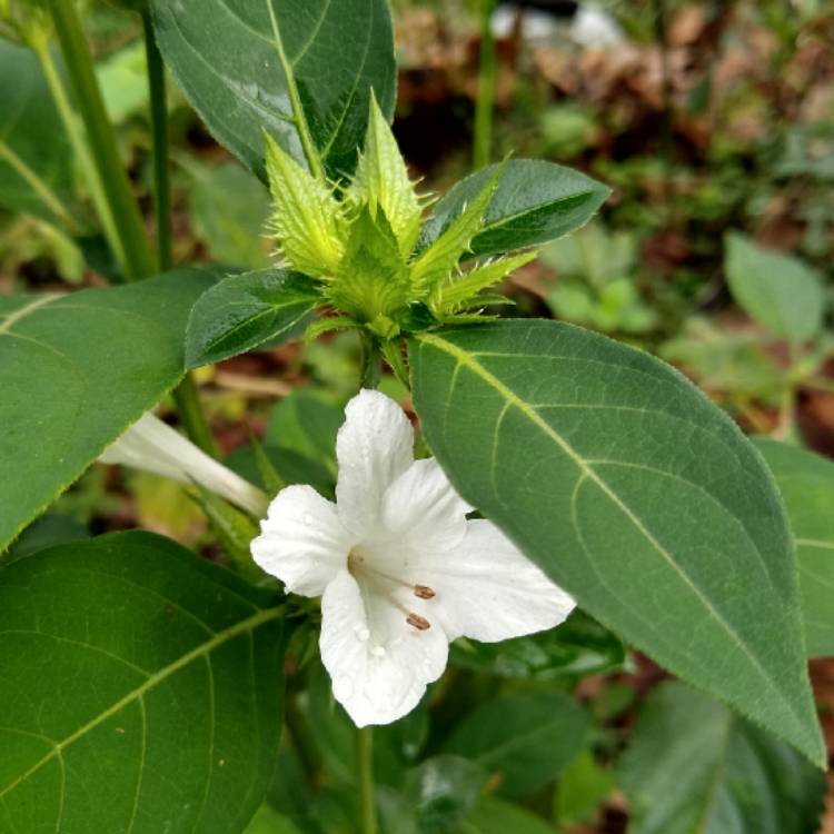 plant image 1213030
