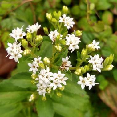 Stevia rebaudiana