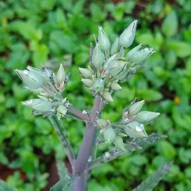 Kalanchoe daigremontiana syn. Bryophyllum daigremontianum
