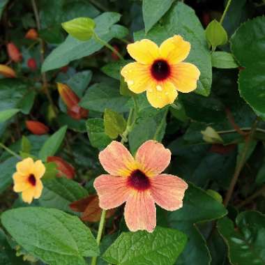 Thunbergia alata 'Arizona Glow'