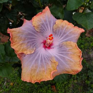 Hibiscus rosa-sinensis