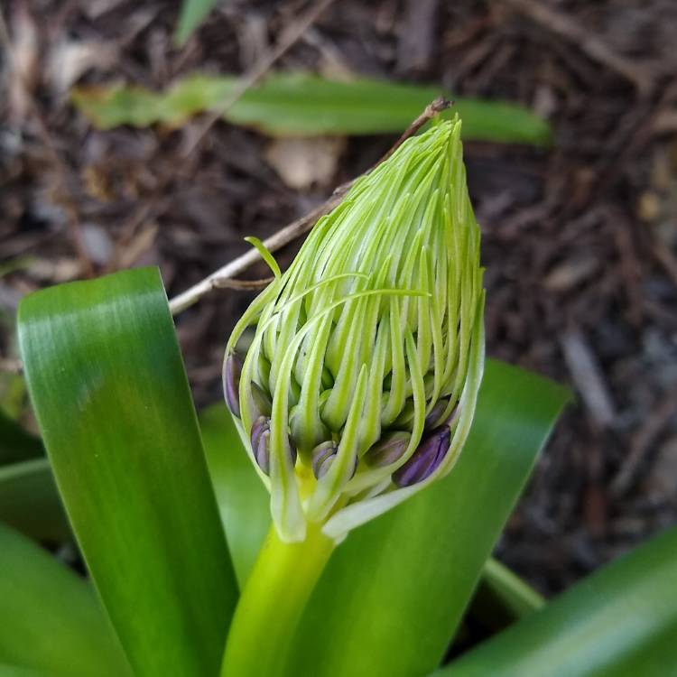 plant image 1214621