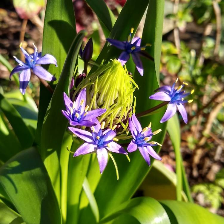 plant image 1215581
