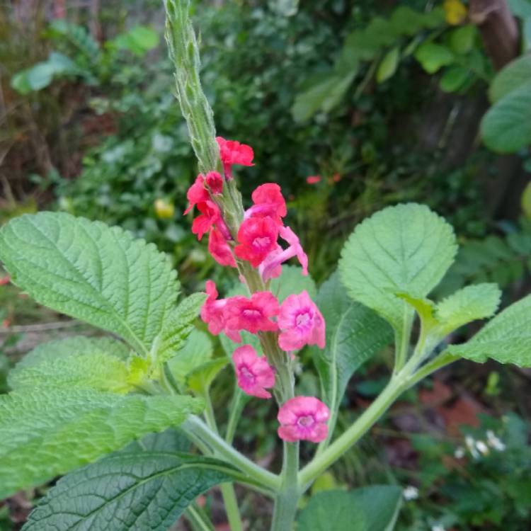 plant image 1215582 plant image 1215582