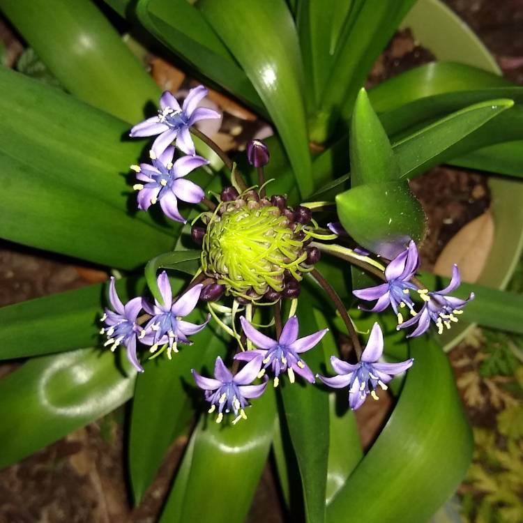 plant image 1216564