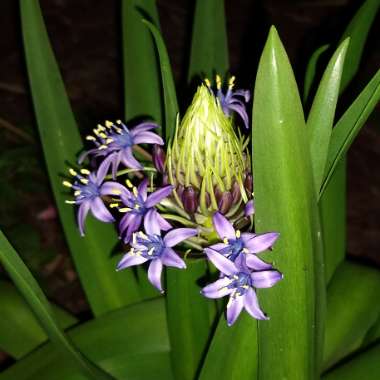 Scilla peruviana