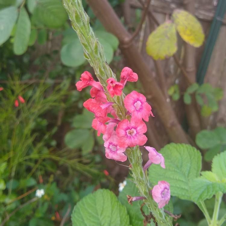plant image 1217738 plant image 1217738