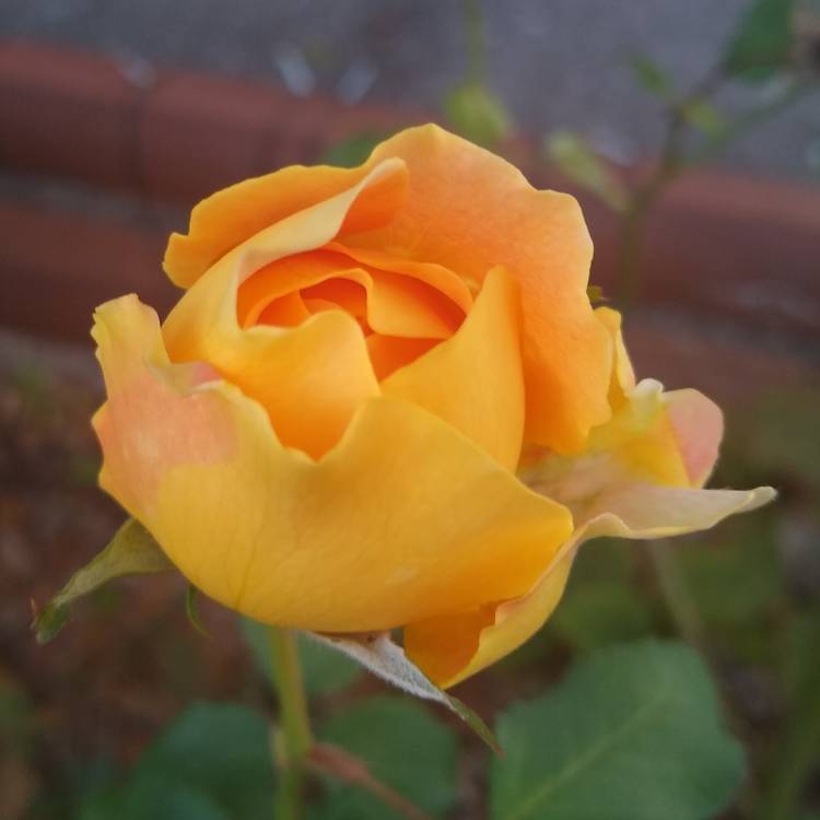 plant image 1217739 plant image 1217739