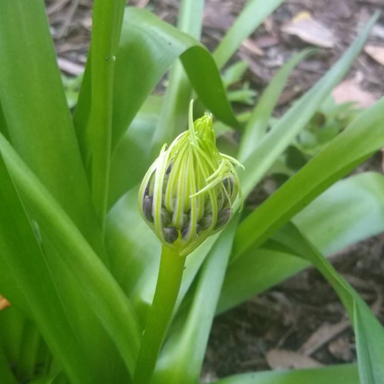 plant image 1217744