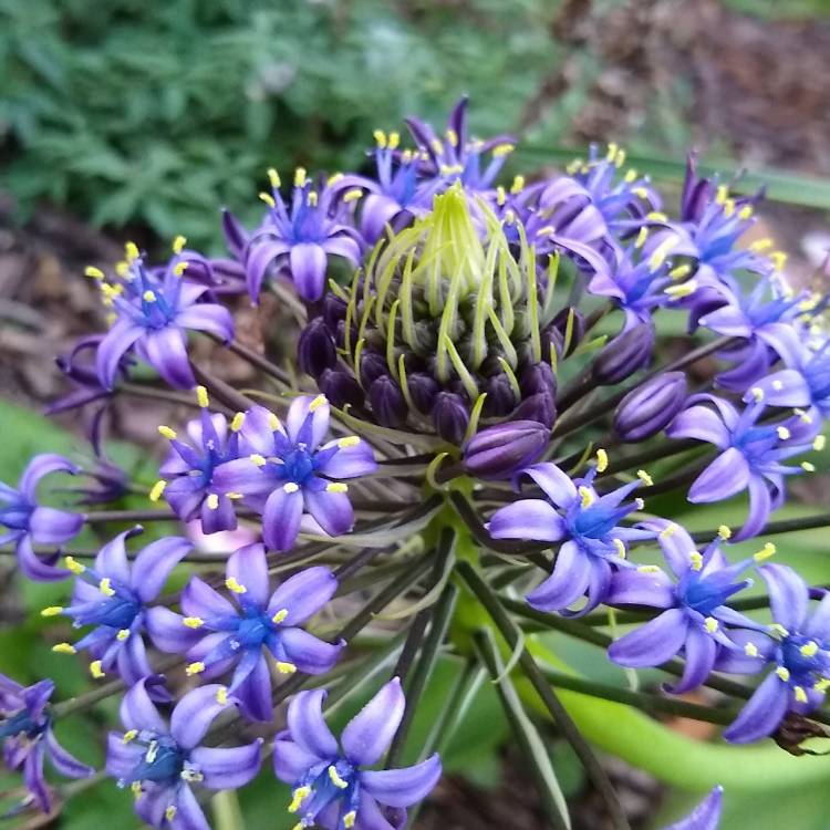 plant image 1219302