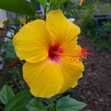 Hibiscus rosa-sinensis