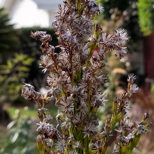 plant image 1220695
