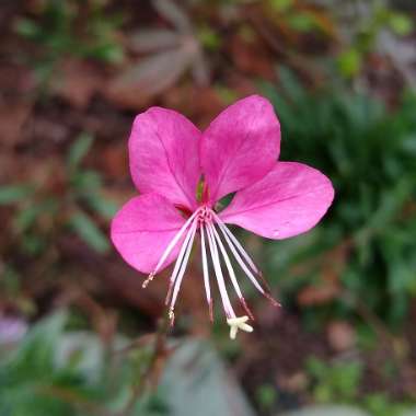 Oenothera lindheimeri 'Passionate Pink' syn. Gaura lindheimeri 'Passionate Pink'