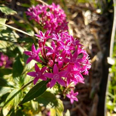 Pentas