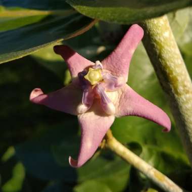 Calotropis gigantea