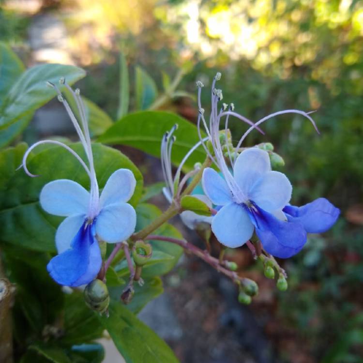 Plant image Clerodendrum myricoides 'Ugandense'