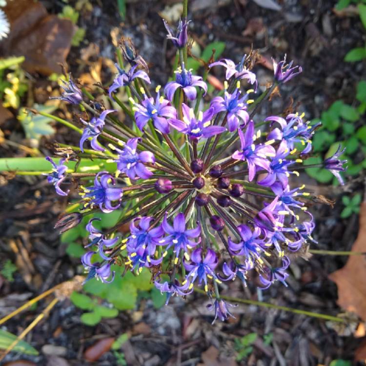 plant image 1223680