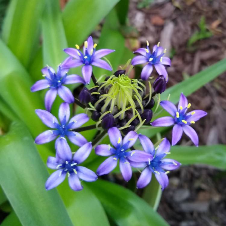 plant image 1225237