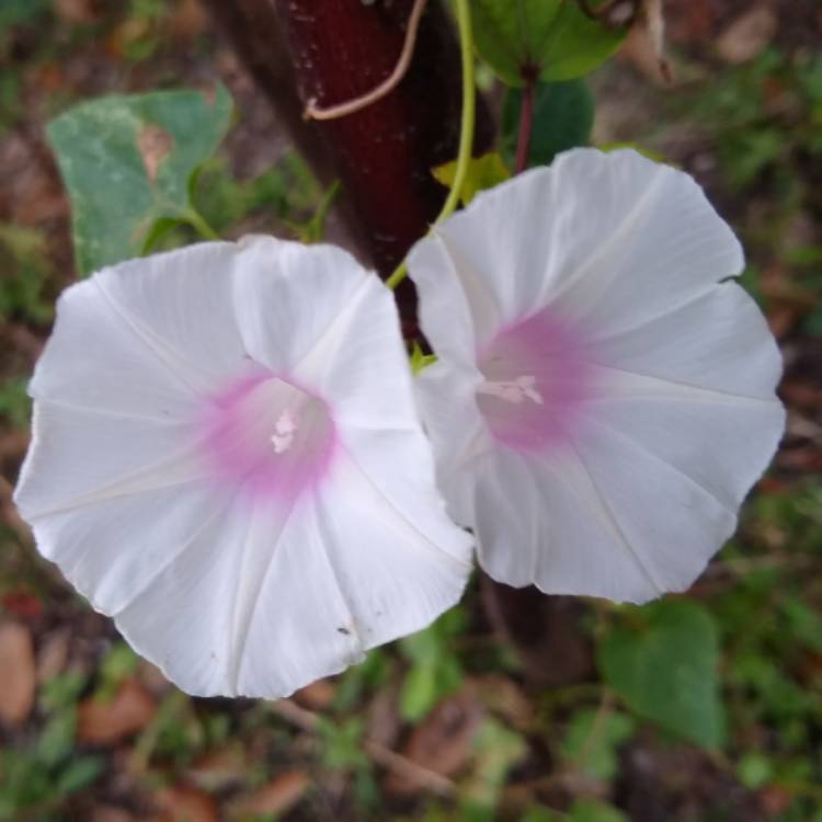 plant image 1225241 plant image 1225241