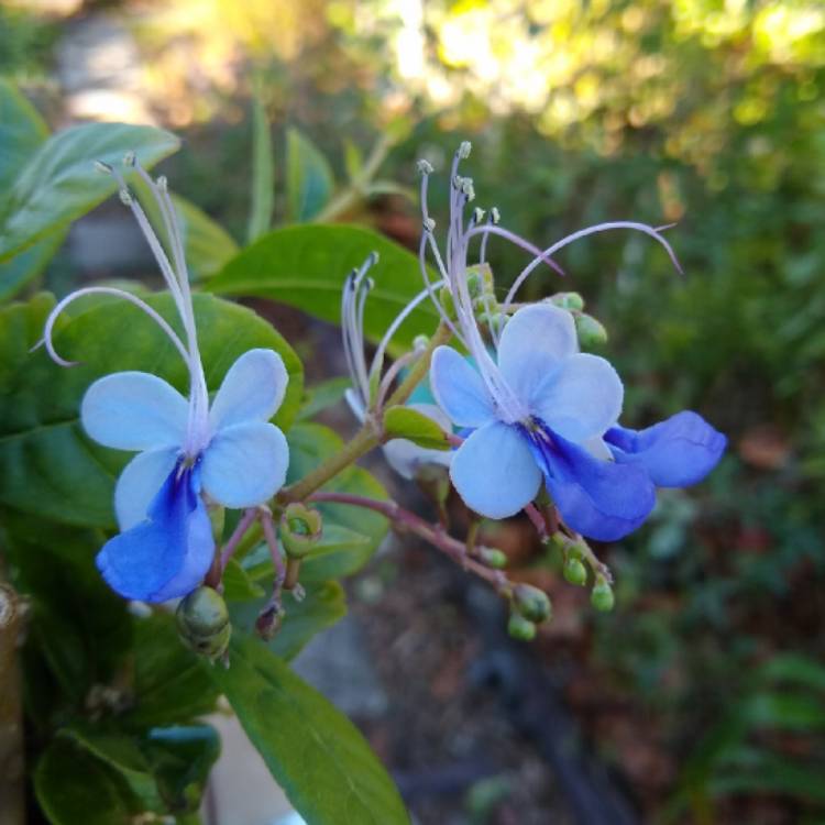 plant image 1225242 plant image 1225242