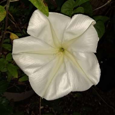 Ipomoea Alba