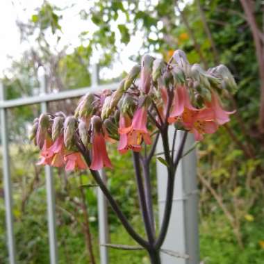 Kalanchoe daigremontiana syn. Bryophyllum daigremontianum