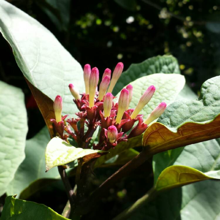 plant image 1231449 plant image 1231449