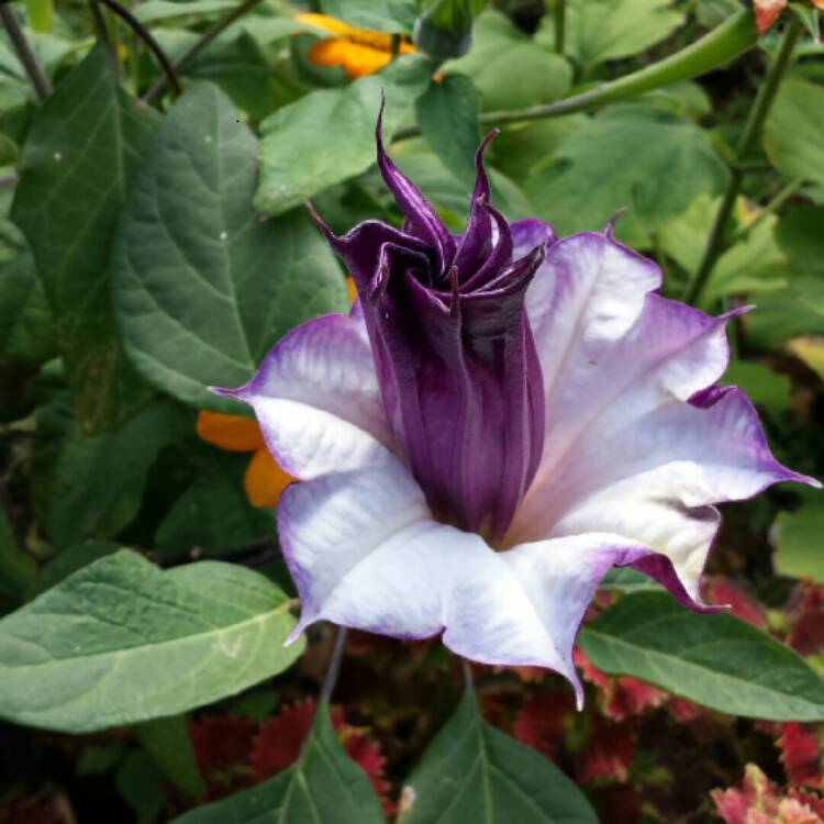 Datura metel 'Double Blackcurrant Swirl', Devil's Trumpet 'Double ...