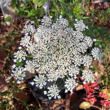 Ammi majus