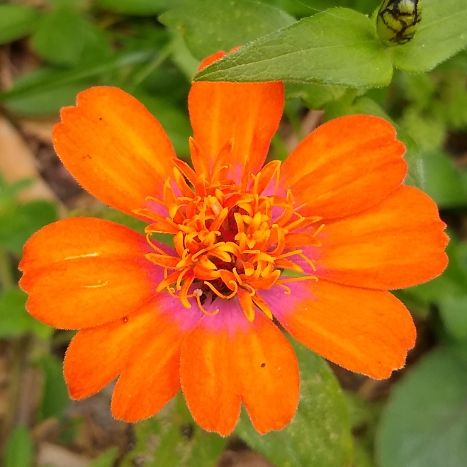 plant image 1232724 plant image 1232724