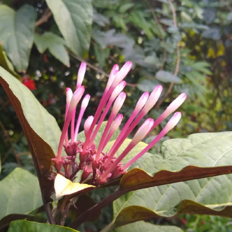 plant image 1234230 plant image 1234230