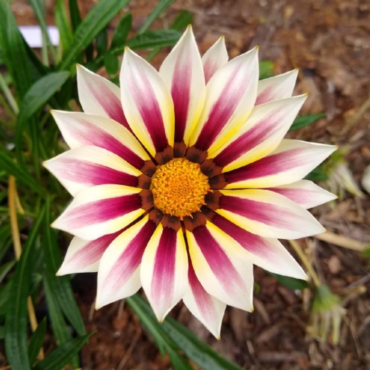 plant image 1234815 plant image 1234815