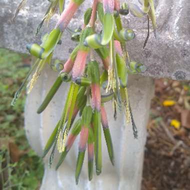 Billbergia nutans
