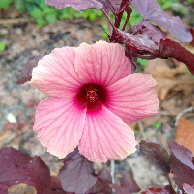 plant image 1235970 plant image 1235970